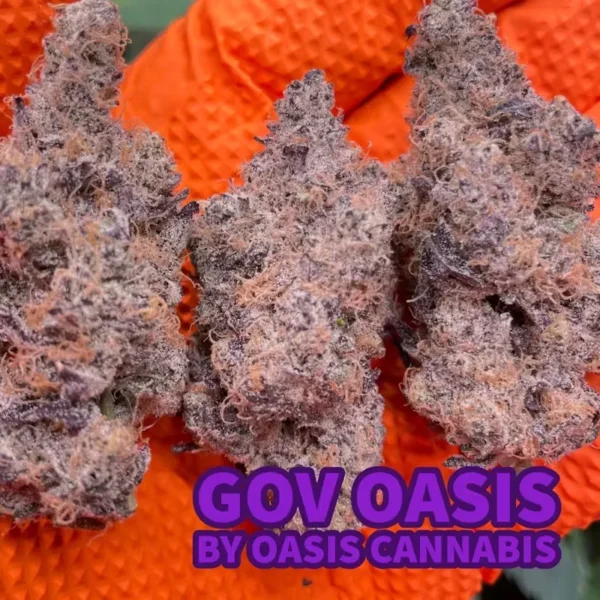 Oasis Cannabis - Govermint Oasis 3.5g